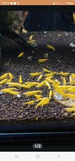 Yellow Fire Neon Backstripe garnaal Neocaridina, Kreeft, Krab of Garnaal