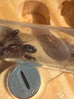 Camponotus turkestanicus mieren kolonie, Dieren en Toebehoren, Insecten en Spinnen, Mieren