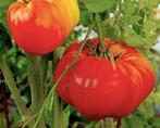Tomaat Bear's Claw, Ophalen of Verzenden, Voorjaar, Volle zon, Zaad