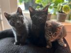 Gezocht forever home voor 2 super lieve kittens, Dieren en Toebehoren, Katten en Kittens | Raskatten | Korthaar, Meerdere dieren