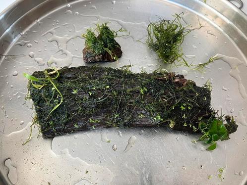 Aquarium hout met plantjes en mos lavasteen, Dieren en Toebehoren, Vissen | Aquaria en Toebehoren, Zo goed als nieuw, Plant(en), Steen of Hout