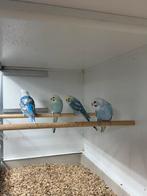 Dun fallow grasparkieten, Dieren en Toebehoren, Vogels | Parkieten en Papegaaien, Meerdere dieren, Parkiet, Geringd