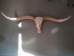 Zeer mooie grote longhorn skul/schedel, Ophalen, Zo goed als nieuw, Schedel
