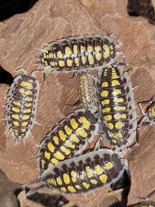 Porcellio haasi high yellow isopods pissebedden, Dieren en Toebehoren, Insecten en Spinnen, Overige soorten