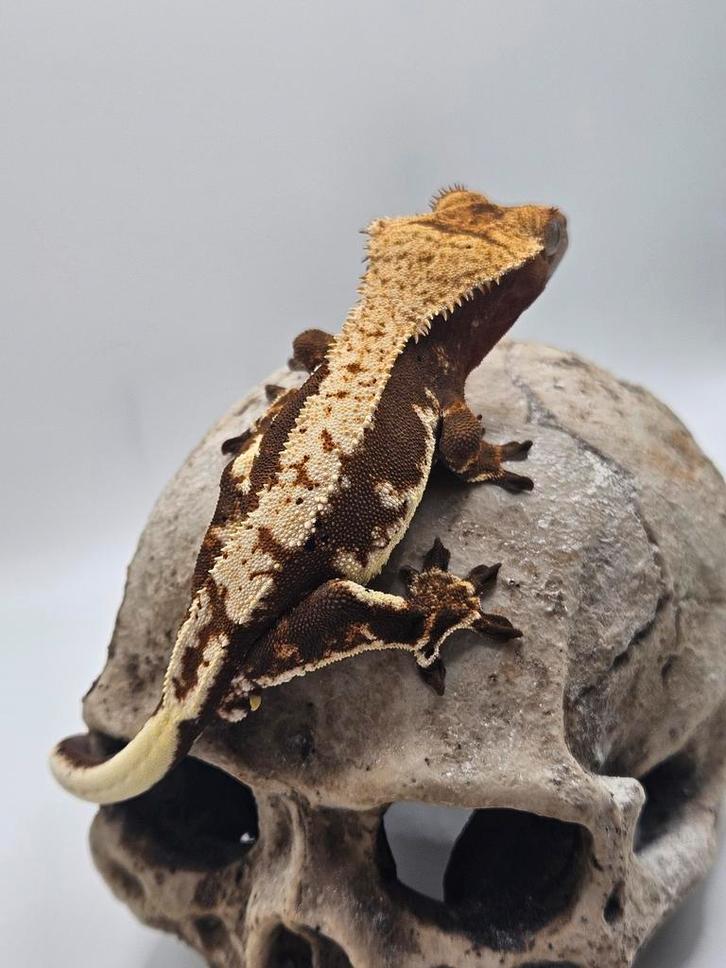 Wimpergekko- crested gecko
