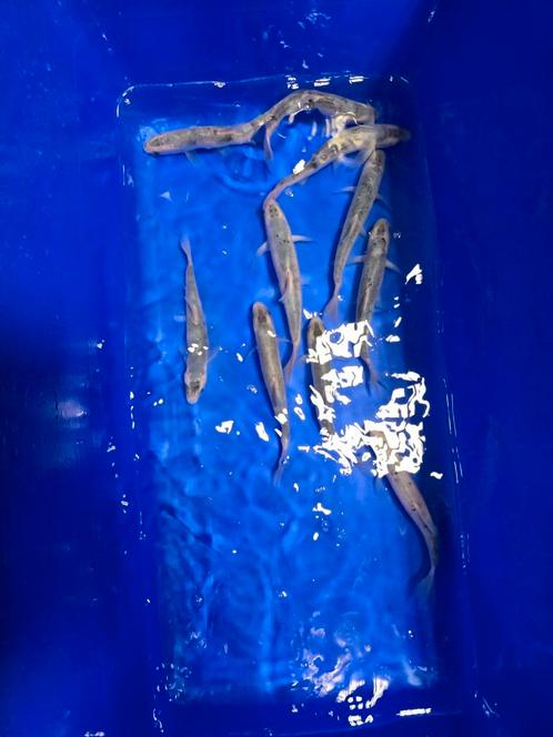 Blauwe winde 18-20 cm, Dieren en Toebehoren, Vissen | Vijvervissen, Karper of Koi