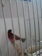 Kapoetsensijs pastel man, Dieren en Toebehoren, Mannelijk, Wildzangvogel, Geringd