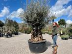 Olijfboom/Olea europaea 120/140 cm stamomtrek te koop, In pot, Olijfboom, Zomer, Volle zon