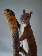 Opgezette eekhoorn NIEUW, Ophalen of Verzenden, Nieuw, Wild dier, Opgezet dier