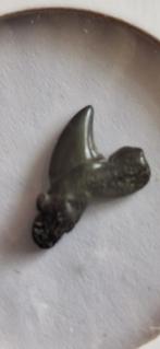 Fossiele haaientand - Stratiolamna Macrota, Ophalen of Verzenden, Fossiel