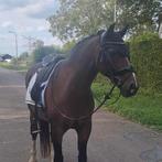 Betrouwbare allround D pony ruin M1 dressuur., Dieren en Toebehoren, Paarden, Gechipt, Minder dan 160 cm, Ruin, M