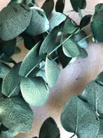 Gedroogde plant  - eucalyptus - 50 t/m 65 cm lengte, Huis en Inrichting, Woonaccessoires | Droogbloemen, Ophalen of Verzenden