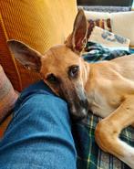 Hond in co-ouderschap, Dieren en Toebehoren, Particulier, Rabiës (hondsdolheid), 15 weken tot 1 jaar, Reu