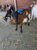 Lieve jonge dwerggeit cae en cl vrij, Dieren en Toebehoren, Schapen, Geiten en Varkens, Vrouwelijk, Geit, 0 tot 2 jaar