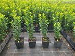 Buxusvervanger Euonymus Green Spire, Tuin en Terras, Ophalen of Verzenden, Zomer, Volle zon