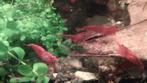 Neocaridina davidi Bloody Mary Garnalen €10 voor 20 stuk, Dieren en Toebehoren, Vissen | Aquariumvissen, Kreeft, Krab of Garnaal