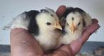 Twee prachtige Cochin kriel kuikens. Zwart wit gepareld., Dieren en Toebehoren, Pluimvee, Geslacht onbekend, Kip
