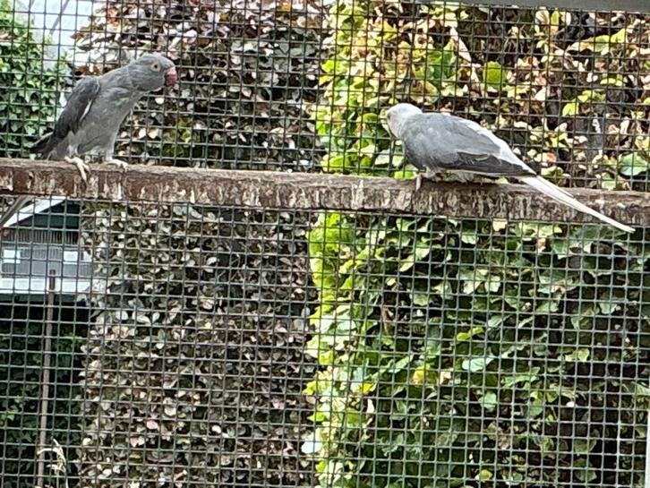 Halsbandparkieten bewezen kweekkoppel, Dieren en Toebehoren, Vogels | Parkieten en Papegaaien, Parkiet, Meerdere dieren, Geringd