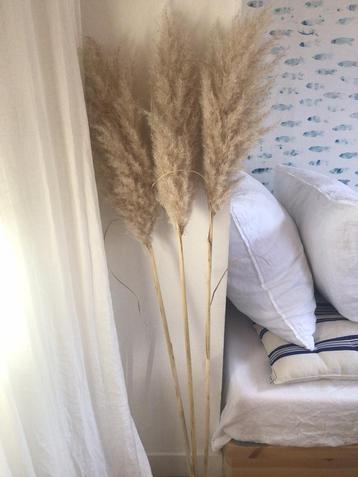 Mooie grote fluffy pampasgras - droogbloemen beschikbaar voor biedingen