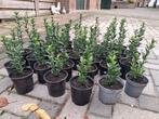 buxus vervanger japanse kardinaalmuts, Ophalen, Buxus, Haag, Minder dan 100 cm