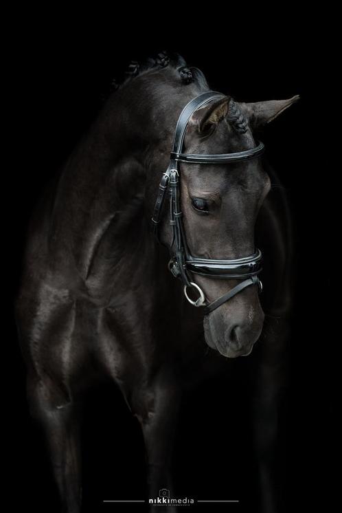 Super knappe D-pony, Dieren en Toebehoren, Pony's, Ruin, Onbeleerd, D pony (1.37m tot 1.48m), 3 tot 6 jaar