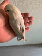 Prachtige Lieve Jonge en Hand Tamme Agapornis Dwergpapegaai, Dieren en Toebehoren, Vogels | Parkieten en Papegaaien, Meerdere dieren