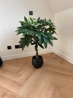 Kunst Geldboom met Pot & Houtsnippers, Huis en Inrichting, Ophalen, Overige soorten, Halfschaduw, In pot