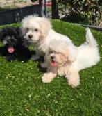 Te koop leuk e boomer pups, Dieren en Toebehoren, Honden | Niet-rashonden, Nederland, CDV (hondenziekte), 8 tot 15 weken, Meerdere