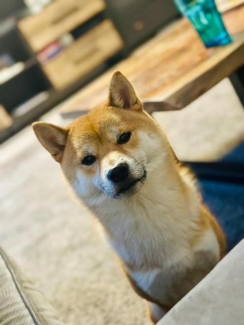 Shiba inu te koop, Dieren en Toebehoren, Honden | Dekreuen, Reu, Particulier, Eén hond, Nederland, 1 tot 2 jaar, CDV (hondenziekte)