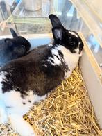 Vrouwtjes konijn., Dieren en Toebehoren, Konijnen, Vrouwelijk, Dwerg, 0 tot 2 jaar