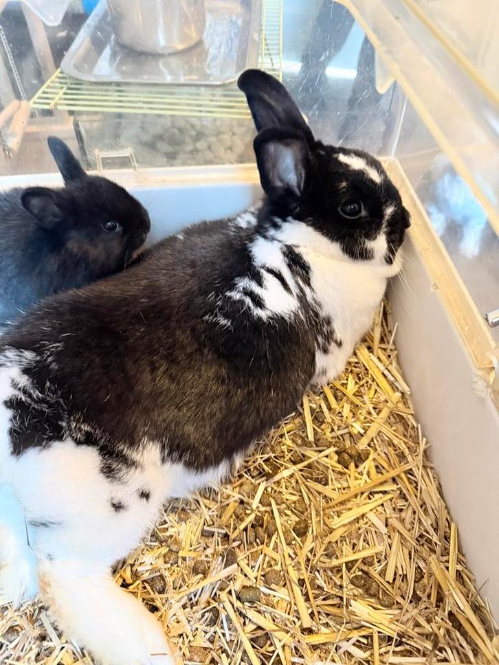 Vrouwtjes konijn., Dieren en Toebehoren, Konijnen, Dwerg, Vrouwelijk, 0 tot 2 jaar