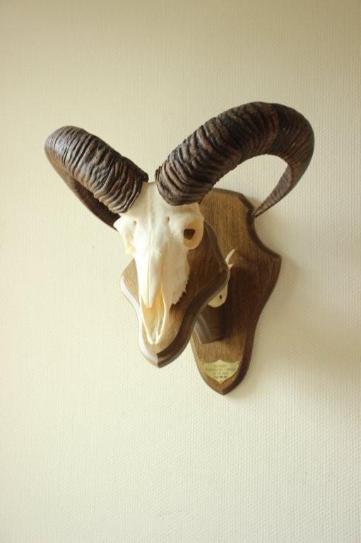 Taxidermie Moeflon gewei / schedel, Ophalen of Verzenden, Hert, Schedel