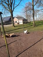 Sussex  haan, Dieren en Toebehoren, Pluimvee, Mannelijk, Kip