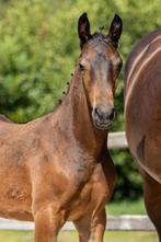 Aansprekende dressuur/alround jaarling hengst, Dieren en Toebehoren, Met stamboom, Dressuurpaard, 0 tot 2 jaar, Hengst