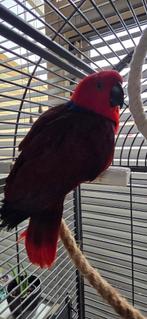Edelpapagaai met kooi, Dieren en Toebehoren, Vrouwelijk, Papegaai, Pratend