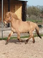 Lieve, vrolijke, betrouwbare 10-jarige IJslander ruin, Dieren en Toebehoren, Met stamboom, Ruin, L, 7 tot 10 jaar