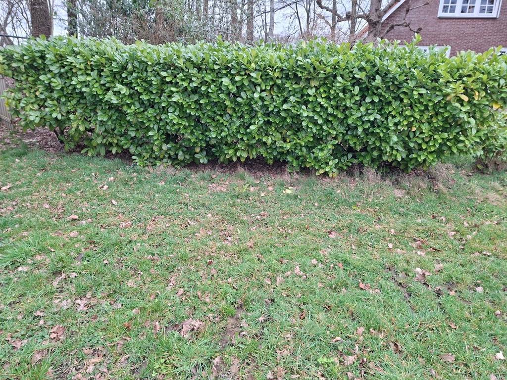 Laurierkers haag te koop, Tuin en Terras, Ophalen, Laurier, Haag, 100 tot 250 cm