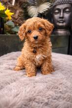 Maltipoo pups Maltezer x toy poedel, Dieren en Toebehoren, Overige rassen, 8 tot 15 weken, Parvo, Meerdere