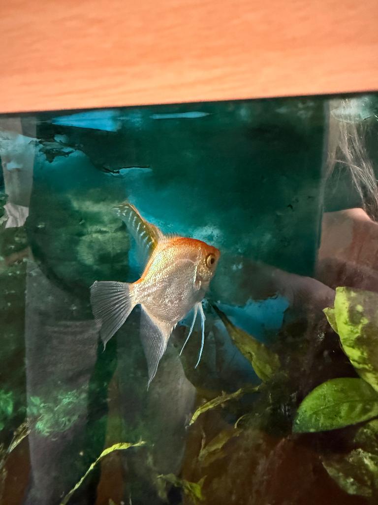Maanvis, Vis, Zoetwatervis