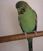 Blackface split blackwing man, Dieren en Toebehoren, Meerdere dieren, Parkiet, Geringd