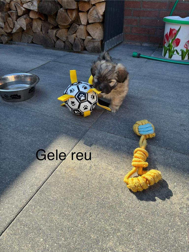 Zeer lieve boomer pups, Dieren en Toebehoren, Honden | Niet-rashonden, Parvo, 8 tot 15 weken, Meerdere, Meerdere dieren