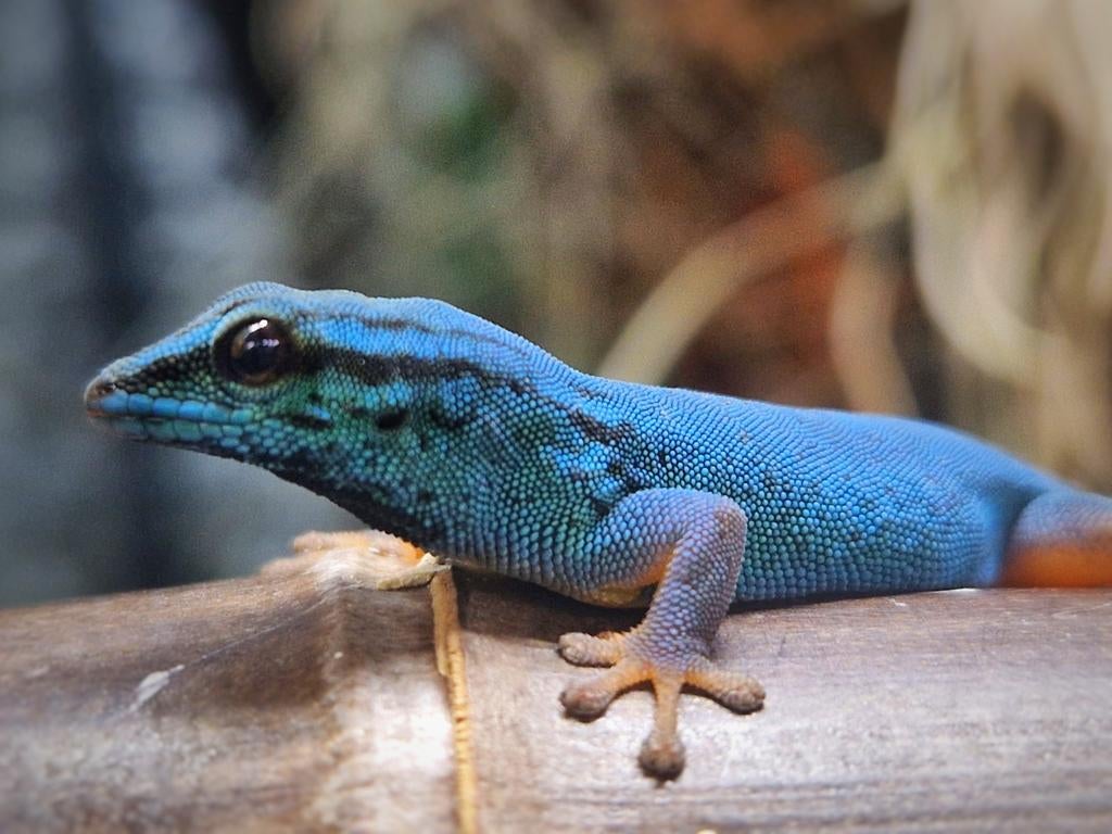 Lygodactylus Williamsi man, Dieren en Toebehoren, Hagedis, 0 tot 2 jaar