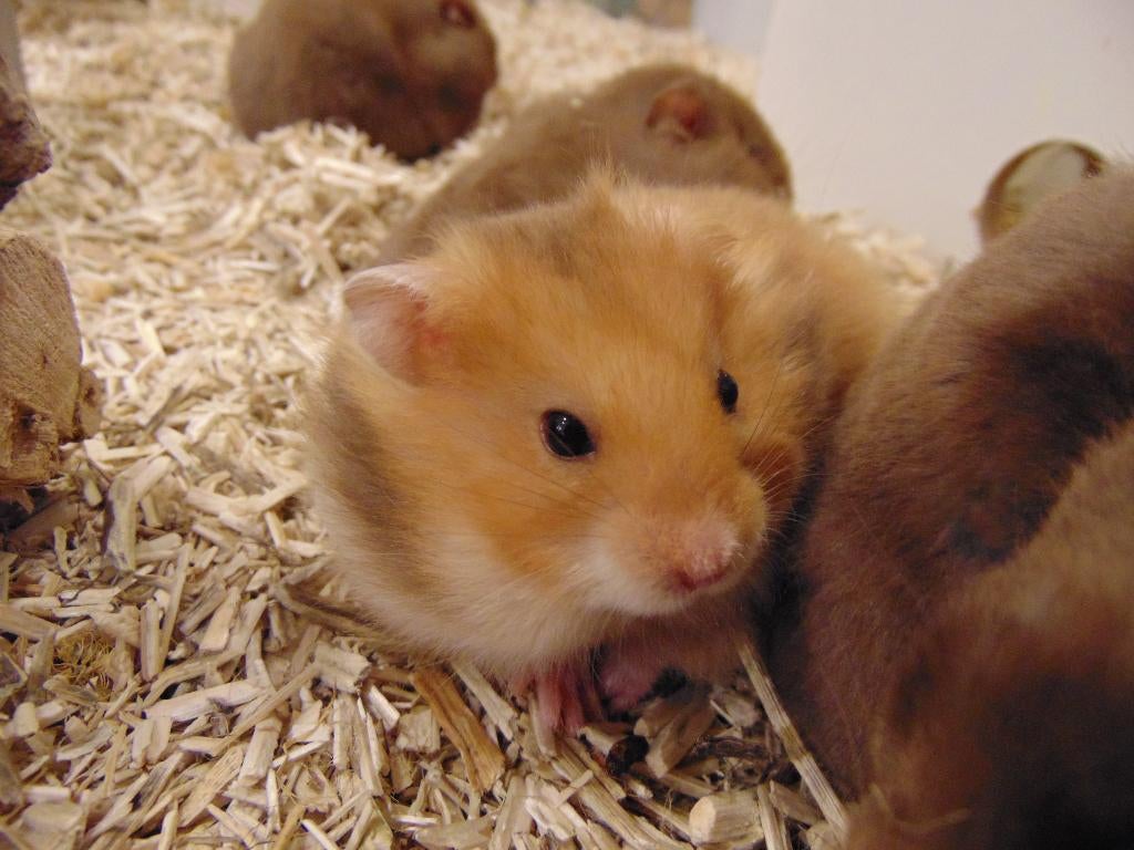 Hamsters en benodigdheden in Assen., Dieren en Toebehoren, Knaagdieren, Hamster, Maart, Meerdere dieren, Tam