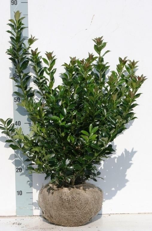Hulst Ilex, Ophalen of Verzenden, Hulst, Struik, Minder dan 100 cm