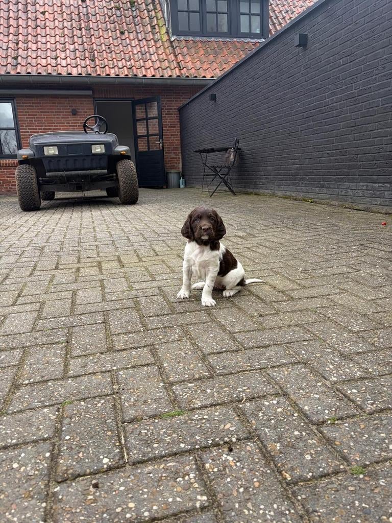 4 prachtige pups van goed bejaagde ouders, 8 tot 15 weken, Meerdere, Meerdere dieren, Nederland