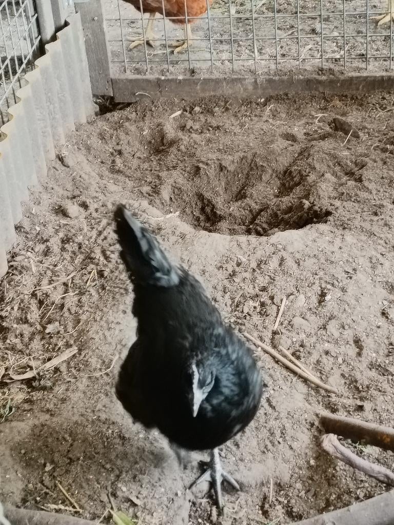 Ayam cemani leghennen, Dieren en Toebehoren, Pluimvee, Vrouwelijk, Kip