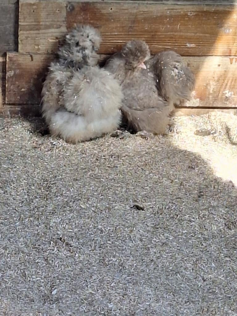 Usa zijdehoen broedeieren, Dieren en Toebehoren, Pluimvee, Geslacht onbekend, Kip