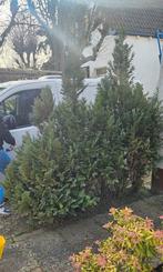 Gratis boompjes / coniferen, Tuin en Terras, Planten | Tuinplanten, Vaste plant, Bloeit niet, Halfschaduw, Ophalen
