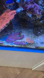 Montopora plaat koraal stekken, Slak of Weekdier, Zoutwatervis