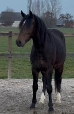 Prachtige 3 jarige new forest hengst, Dieren en Toebehoren, Met stamboom, Hengst, 3 tot 6 jaar, Onbeleerd